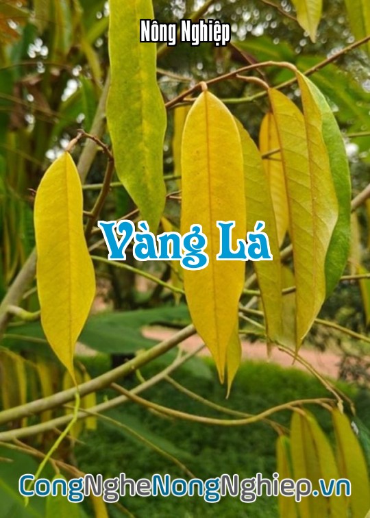 Ảnh bìa sách Vàng Lá