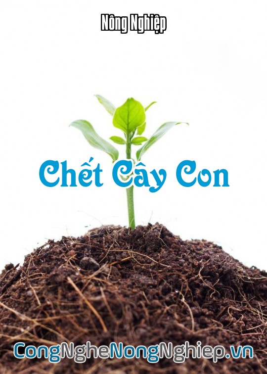 Ảnh bìa sách Chết Cây Con