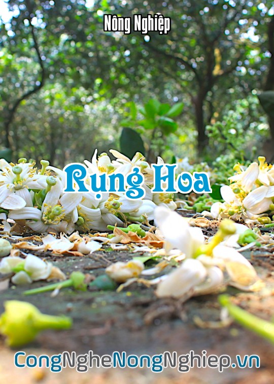 Ảnh bìa sách Rụng Hoa