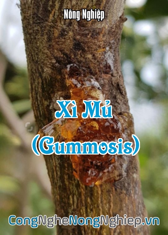 Ảnh bìa sách Xì Mủ (Gummosis)
