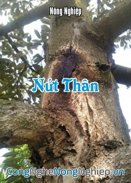 Ảnh bìa sách Nứt Thân