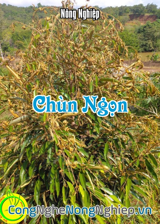 Ảnh bìa sách Chùn Ngọn