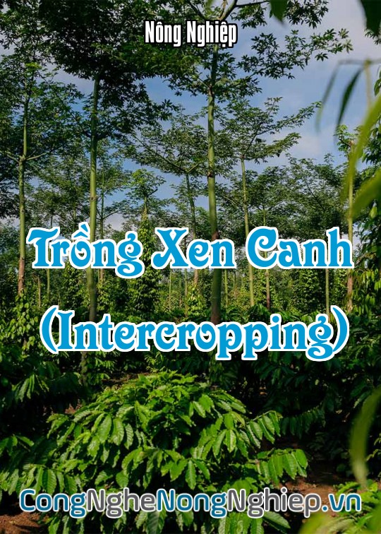 Ảnh bìa sách Trồng Xen Canh (Intercropping)