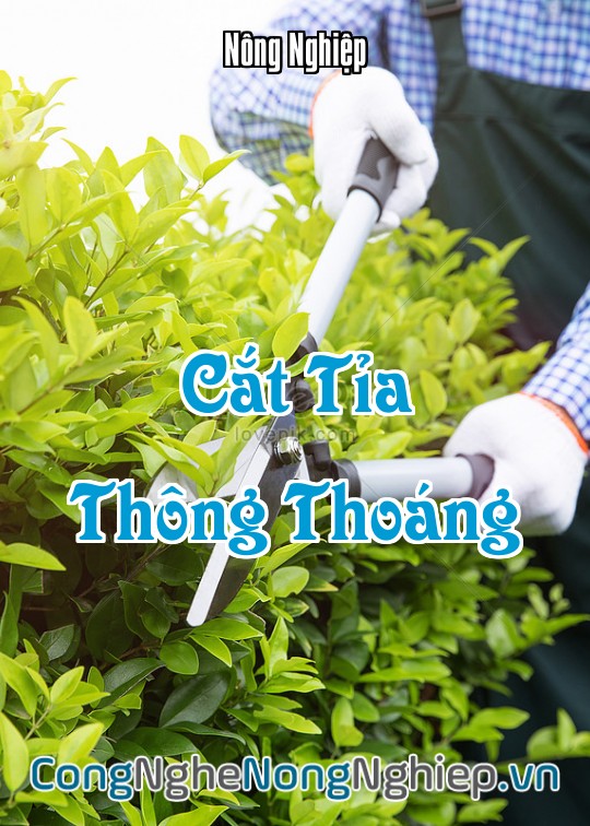 Ảnh bìa sách Cắt Tỉa Thông Thoáng