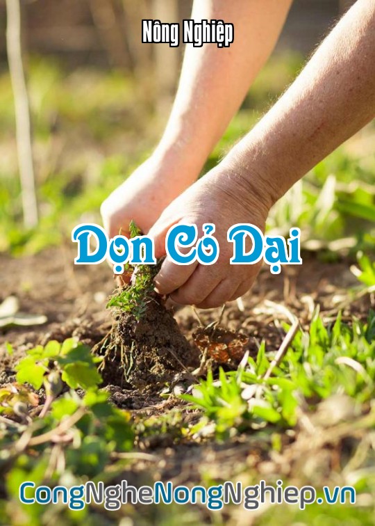 Ảnh bìa sách Dọn Cỏ Dại