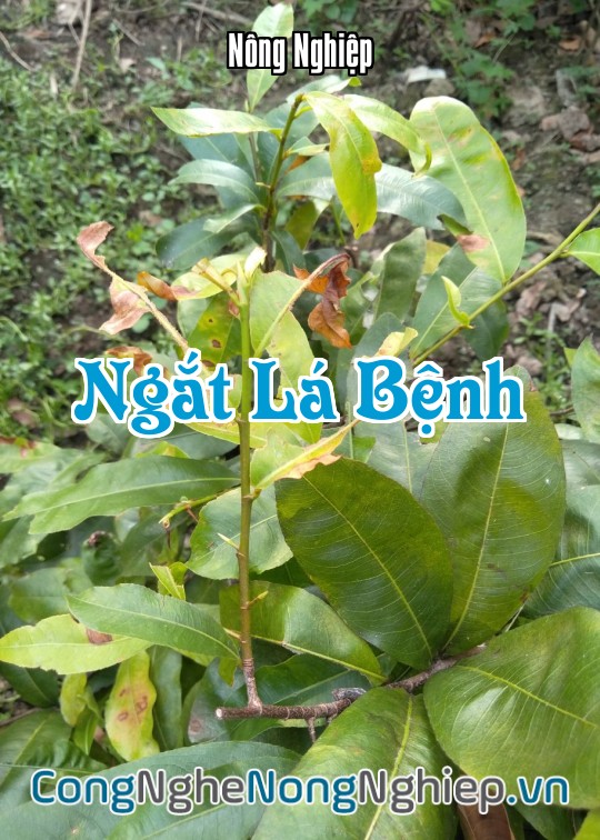 Ảnh bìa sách Ngắt Lá Bệnh