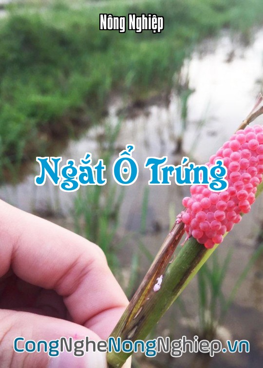 Ảnh bìa sách Ngắt Ổ Trứng