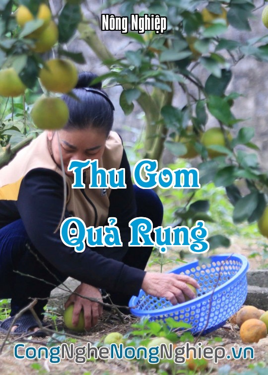 Ảnh bìa sách Thu Gom Quả Rụng