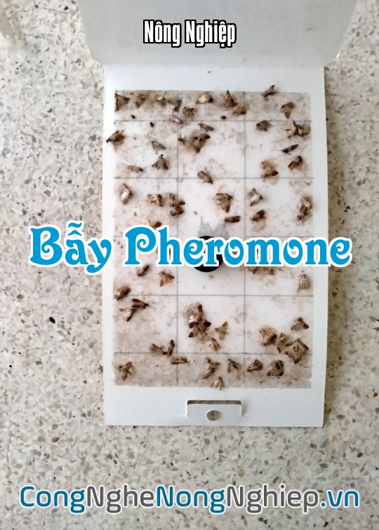 Ảnh bìa sách Bẫy Pheromone