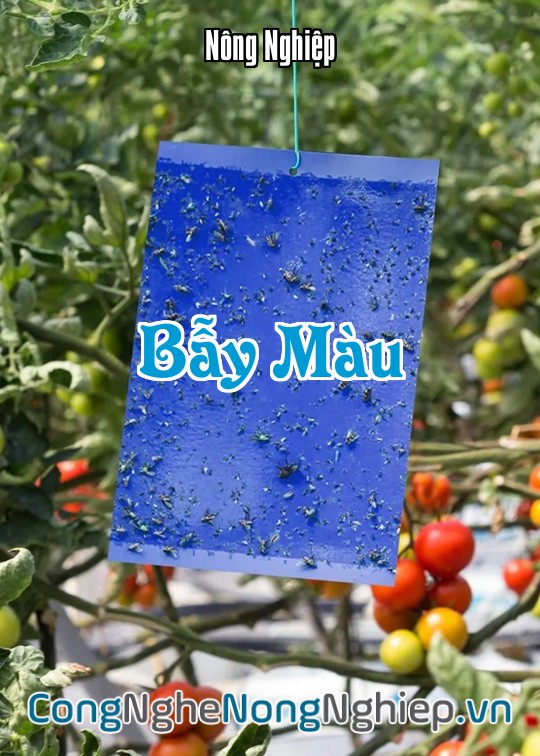 Ảnh bìa sách Bẫy Màu