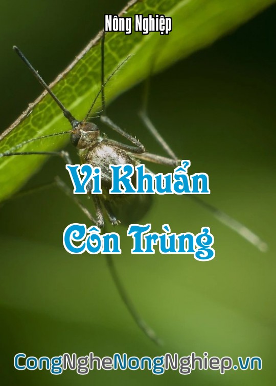 Ảnh bìa sách Vi Khuẩn Côn Trùng