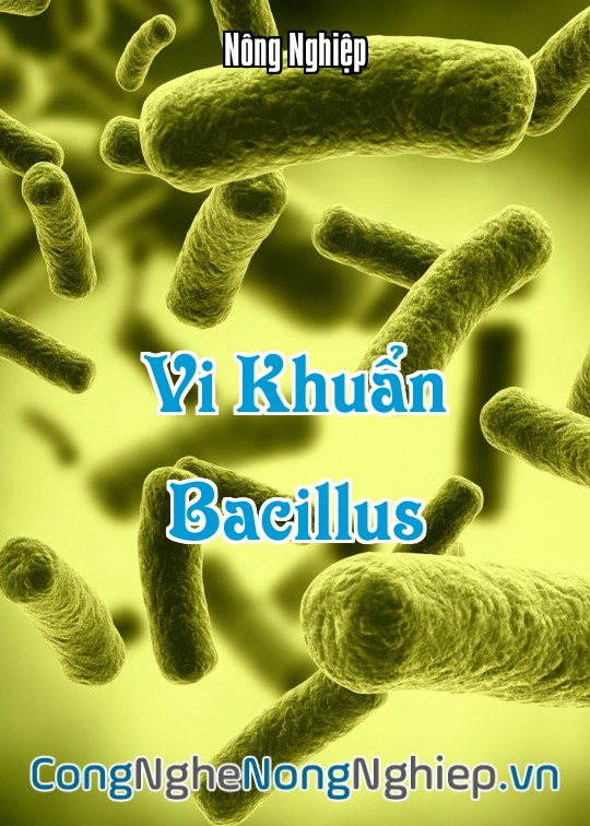 Ảnh bìa sách Vi Khuẩn Bacillus