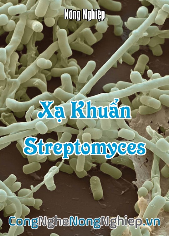 Ảnh bìa sách Xạ Khuẩn Streptomyces