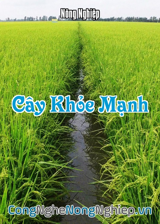 Ảnh bìa sách Cây Khỏe Mạnh