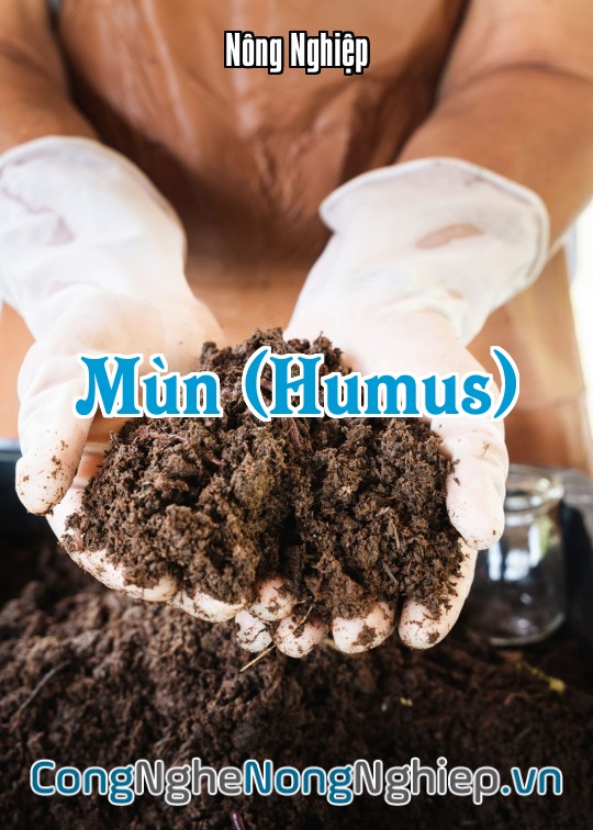 Ảnh bìa sách Mùn (Humus)
