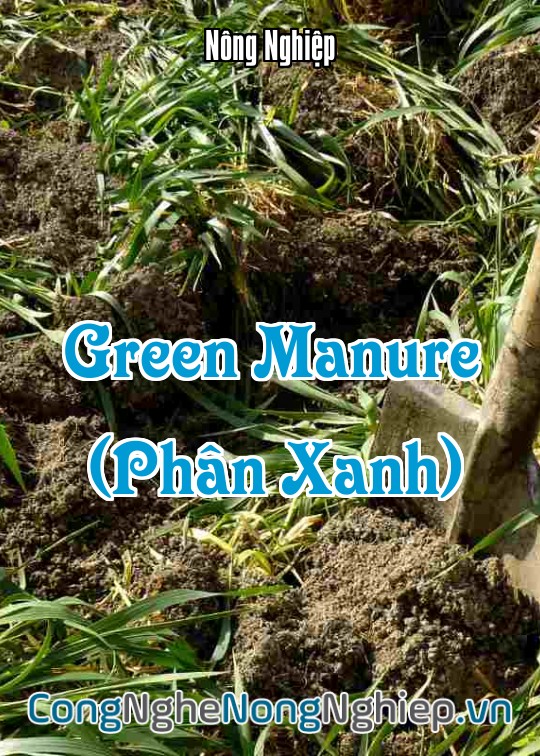 Ảnh bìa sách Green Manure (Phân Xanh)