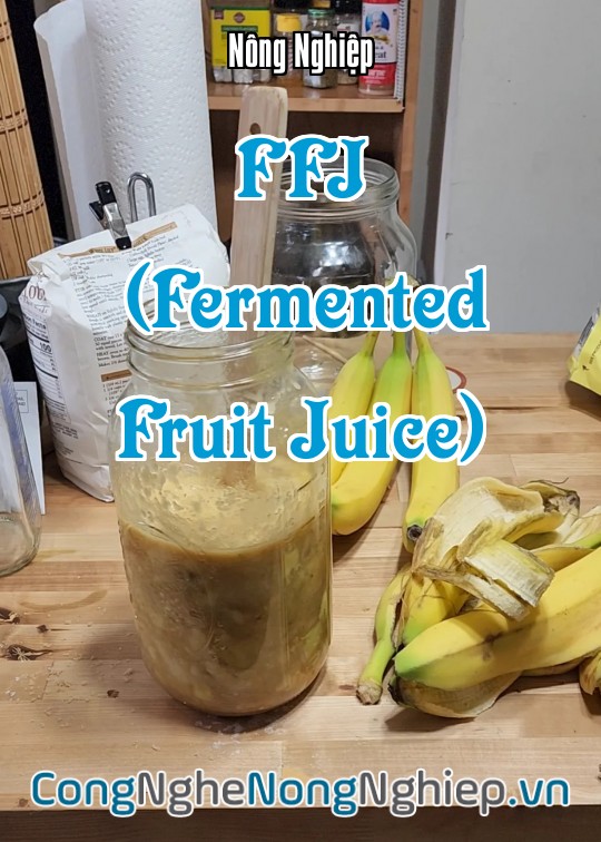 Ảnh bìa sách Ffj (Fermented Fruit Juice)
