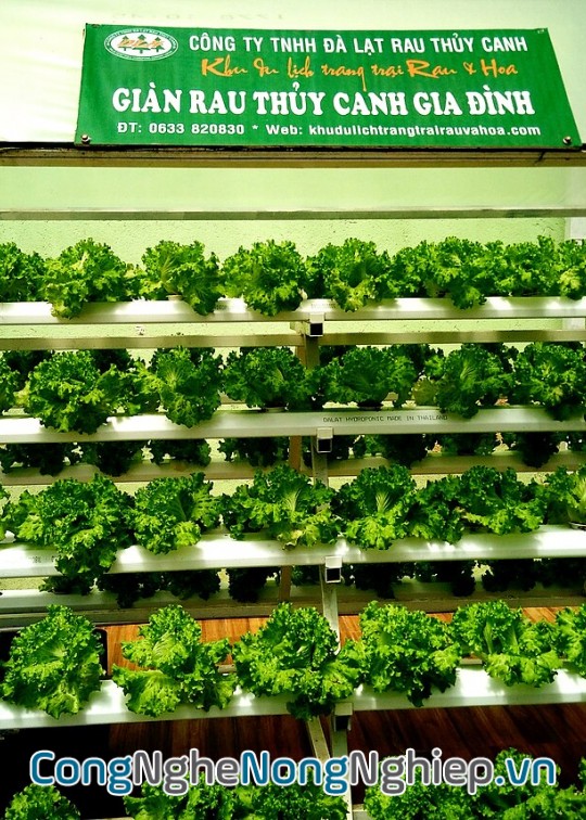 Ảnh bìa sách Thủy Canh Nhỏ Giọt (Drip Hydroponics)