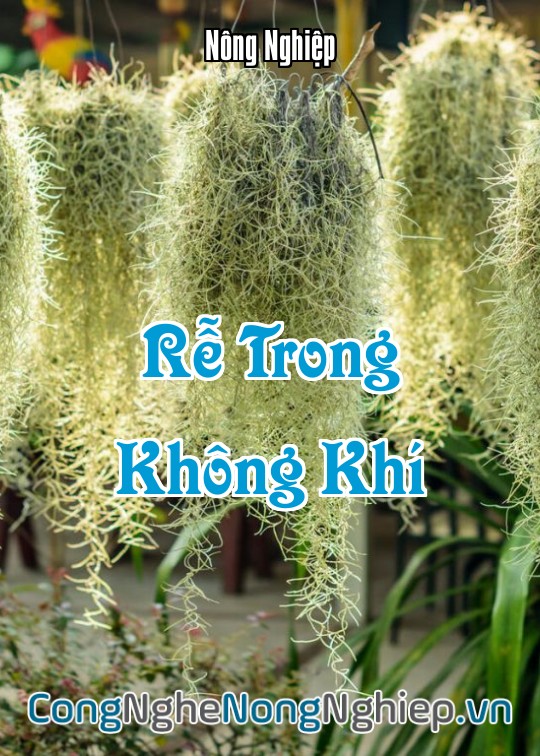 Ảnh bìa sách Rễ Trong Không Khí