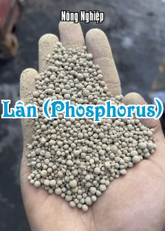 Lân (Phosphorus)