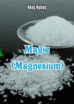Magie (Magnesium)
