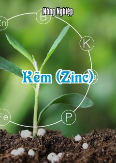 Kẽm (Zinc)
