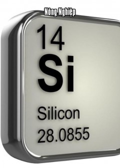 Silic (Silicon)