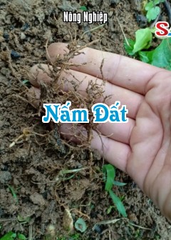 Ảnh Nấm Đất