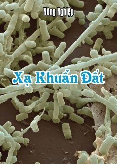 Ảnh Xạ Khuẩn Đất