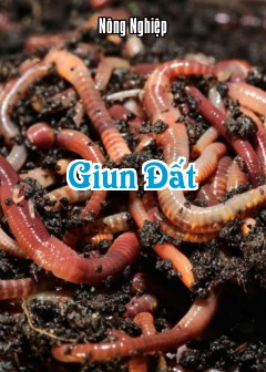 Ảnh Giun Đất