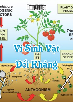 Ảnh Vi Sinh Vật Đối Kháng