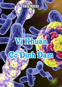 Ảnh Vi Khuẩn Cố Định Đạm