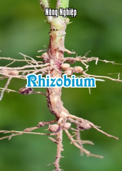 Ảnh Rhizobium