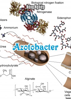 Ảnh Azotobacter