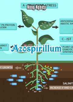 Ảnh Azospirillum