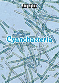 Ảnh Cyanobacteria