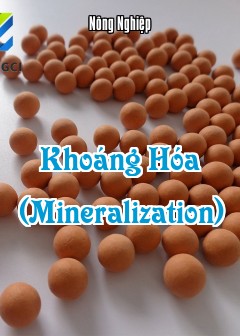 Ảnh Khoáng Hóa (Mineralization)