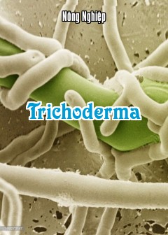 Trichoderma