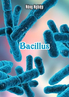 Bacillus