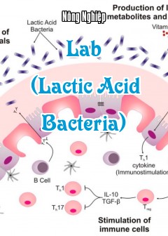 Lab (Lactic Acid Bacteria)