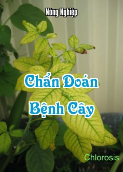 Ảnh Chẩn Đoán Bệnh Cây
