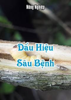 Ảnh Dấu Hiệu Sâu Bệnh