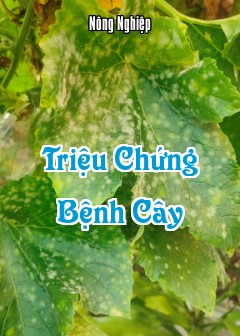 Triệu Chứng Bệnh Cây