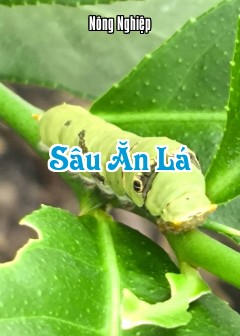 Sâu Ăn Lá