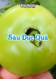 Ảnh Sâu Đục Quả