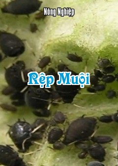 Ảnh Rệp Muội