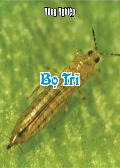 Ảnh Bọ Trĩ