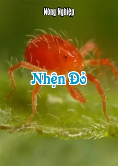Ảnh Nhện Đỏ