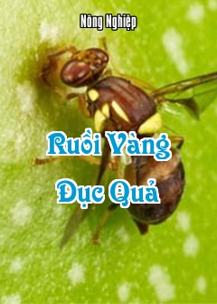 Ảnh Ruồi Vàng Đục Quả