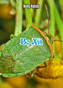 Bọ Xít
